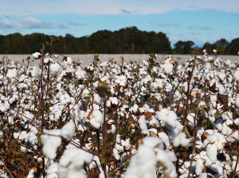 Georgia's Cotton Fields and Mountain Ranges • Stop, Drop & Vogue