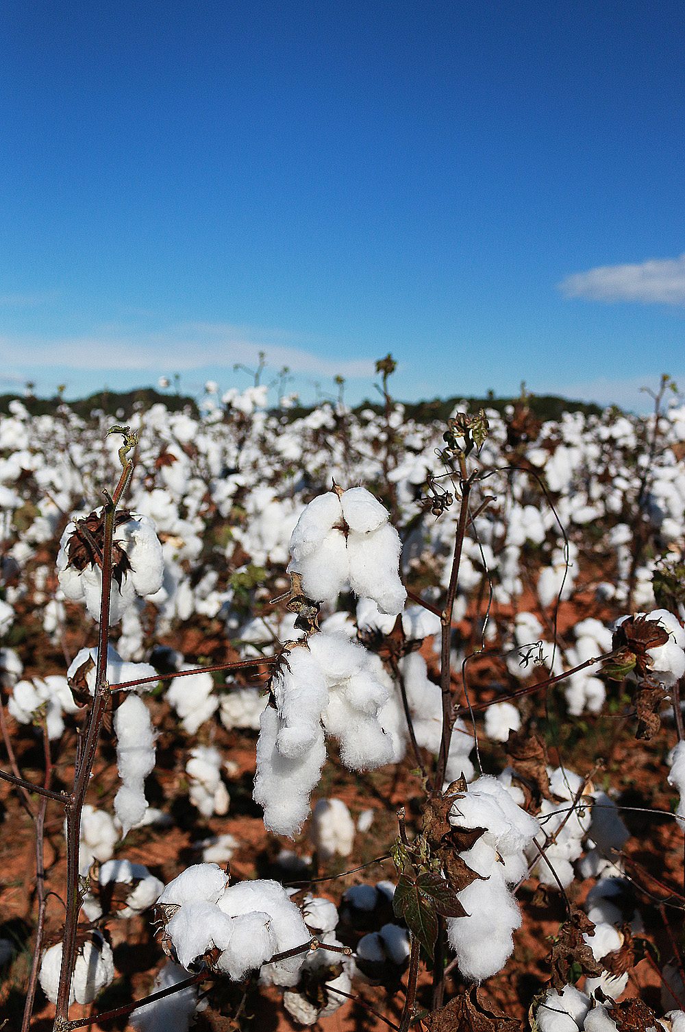 Georgia's Cotton Fields and Mountain Ranges • Stop, Drop & Vogue