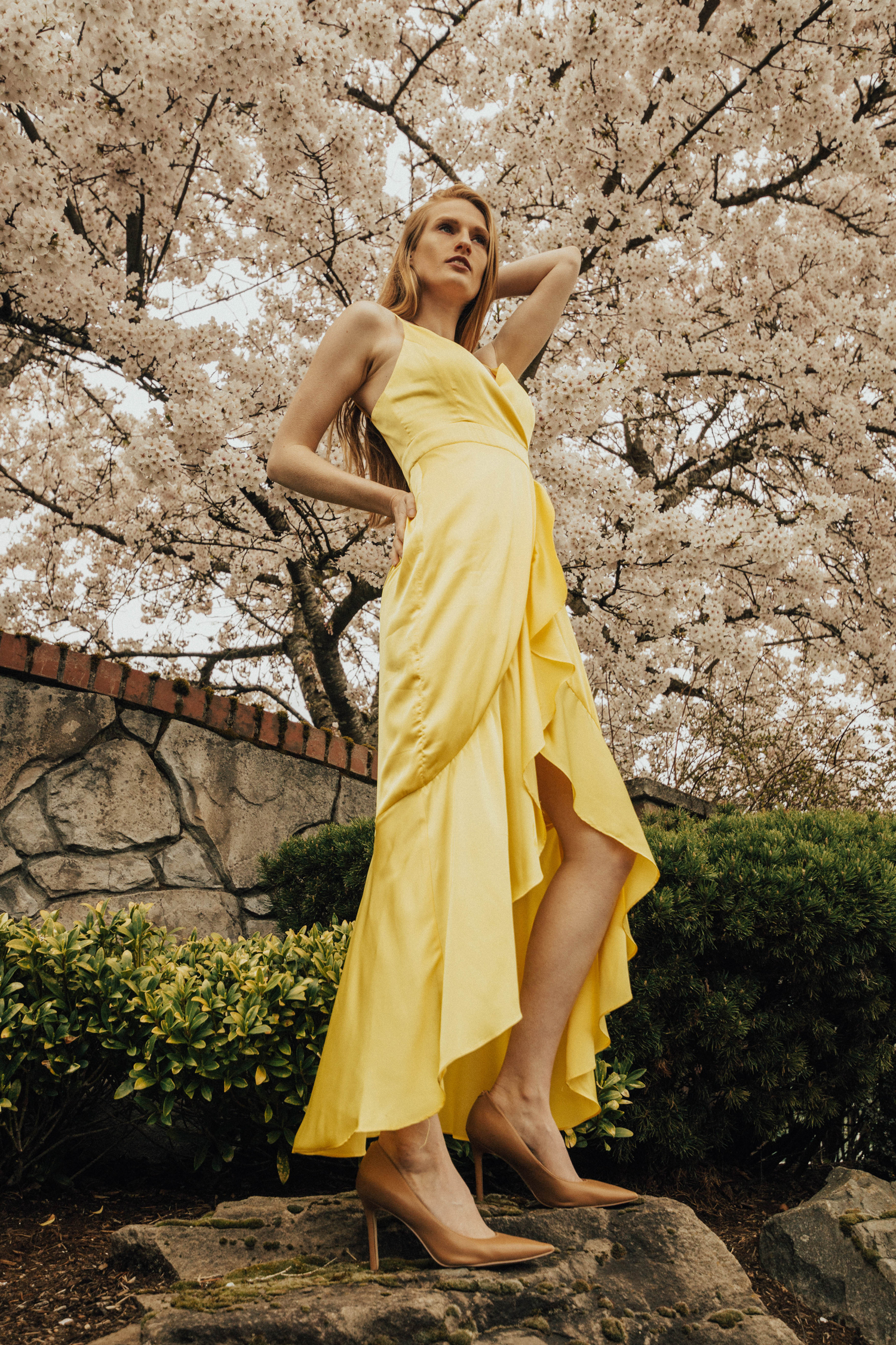 Yellow Dress for Spring and Summer by Laundry by Shelli Segal Forsythia Bush Cherry Blossoms Spring Bloom