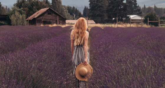 Mt Hood Lavender Field