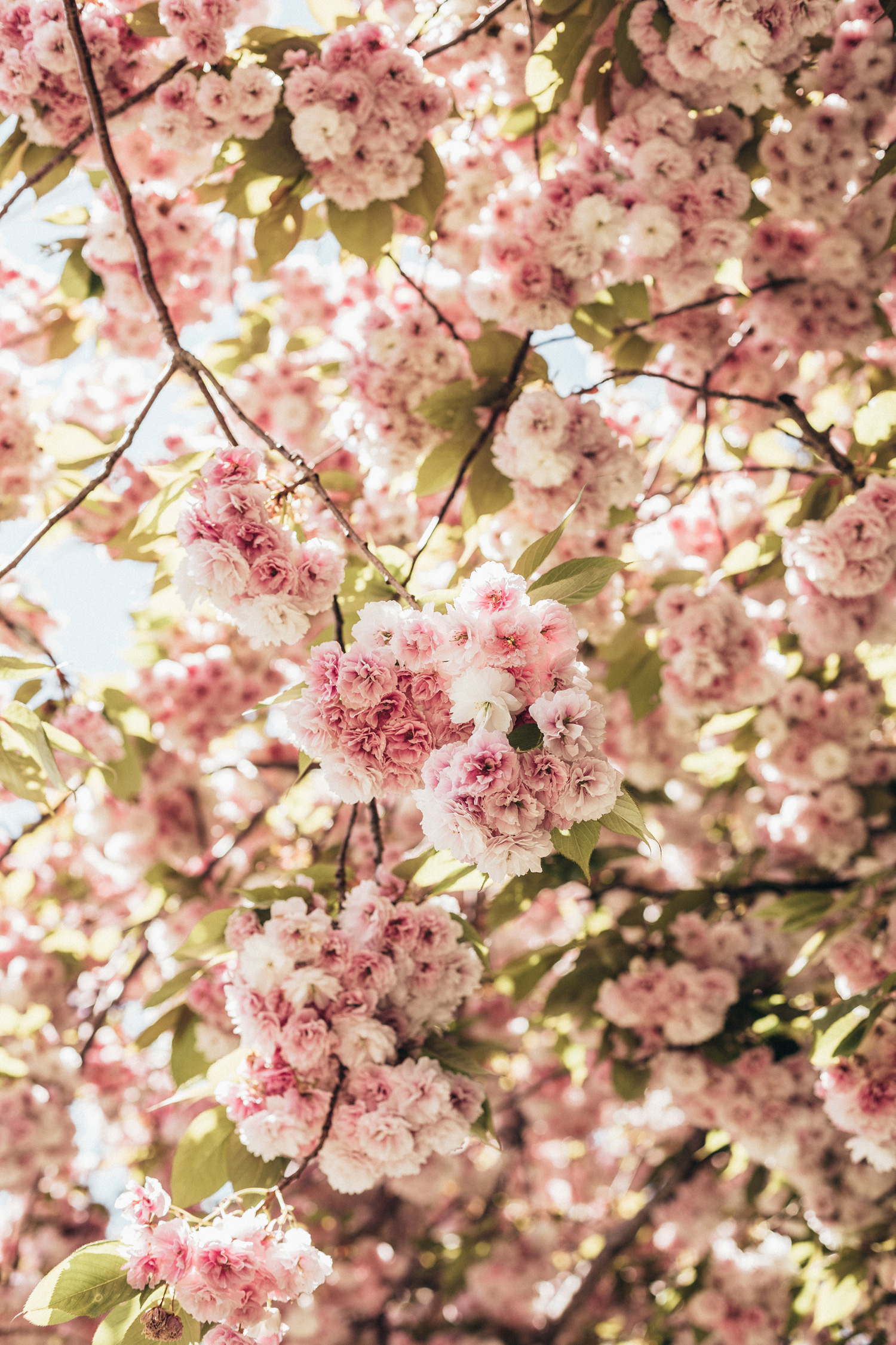 Shirofugen Cherry Blossom Trees