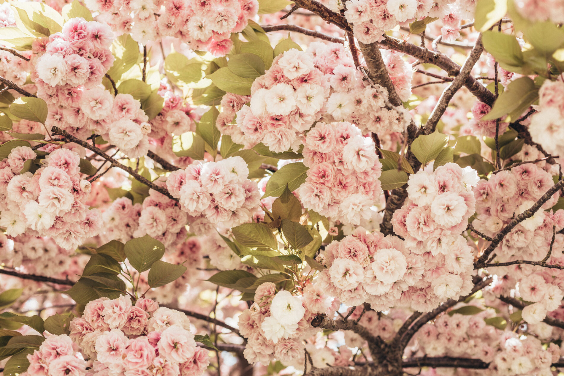 Shirofugen Cherry Blossom Trees & Pastel Peach Outfit