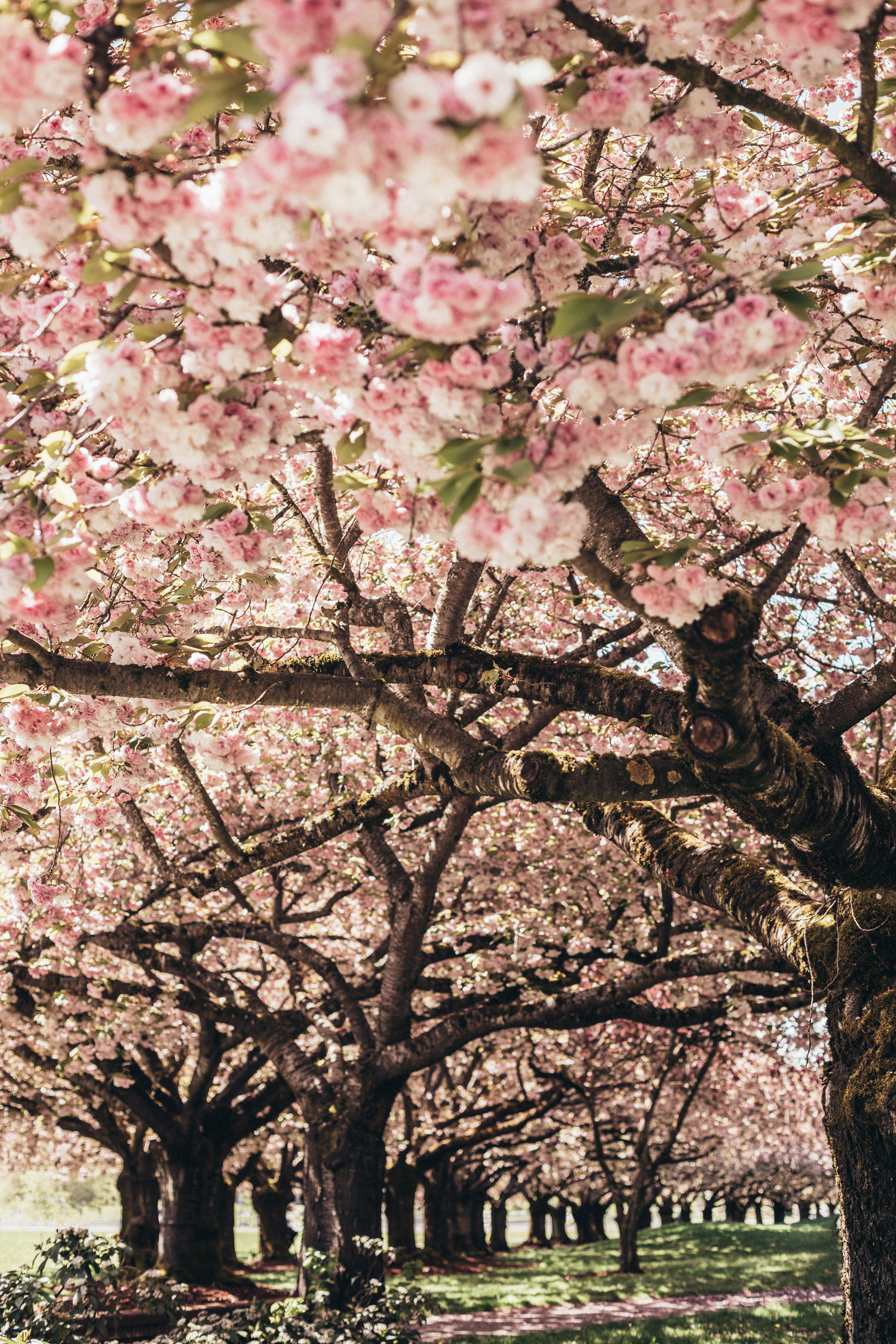 Shirofugen Cherry Blossom Trees Spring Clark College